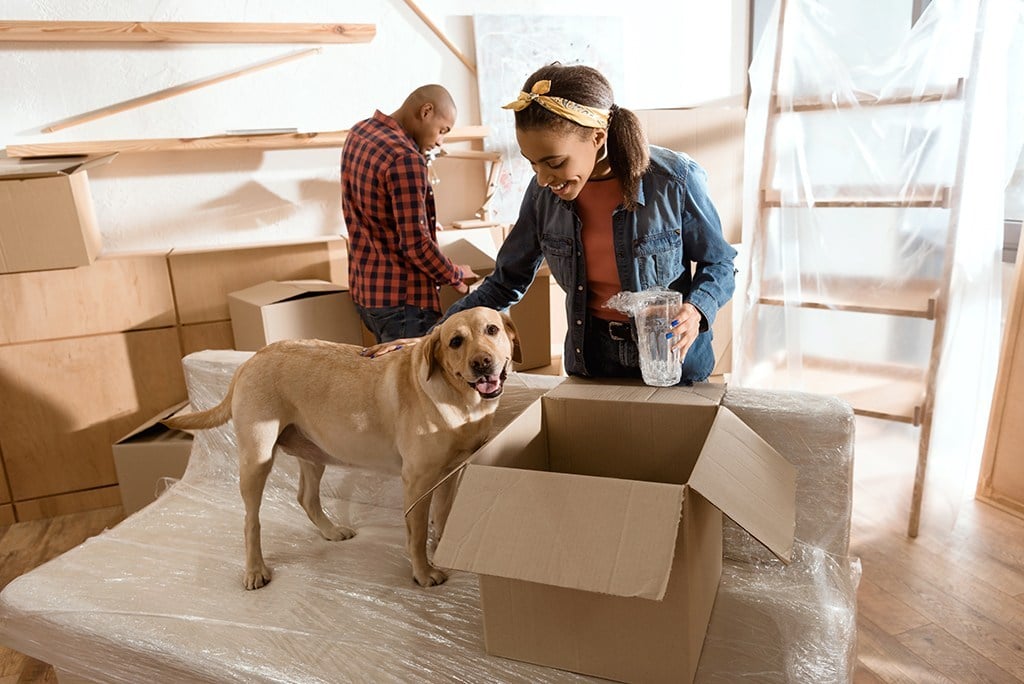 Read more about the article How To Move Your Pets